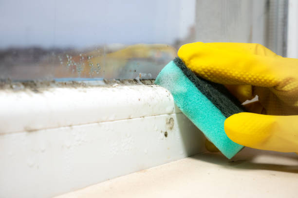 Professional Mold Remediation in Tybee Island, GA